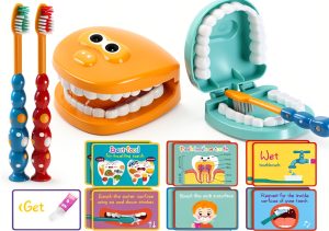 Dental Teeth Model Skylety Teaching Set with Brush and Cards-0