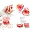 Dental Model Ceonam Silica Gel Removable Teeth Educational Kit-2