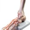 QWORK Life Size Human Foot Skeleton Model PVC Articulated Educational-0