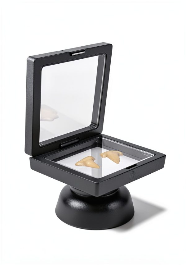 Shark Tooth Holder DEALSGOGO Display 3.15" x 3.15" Dust Proof-5