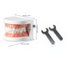 Dental Teeth Model Ceonam Articulated Adult Typodont with Resin Teeth-1