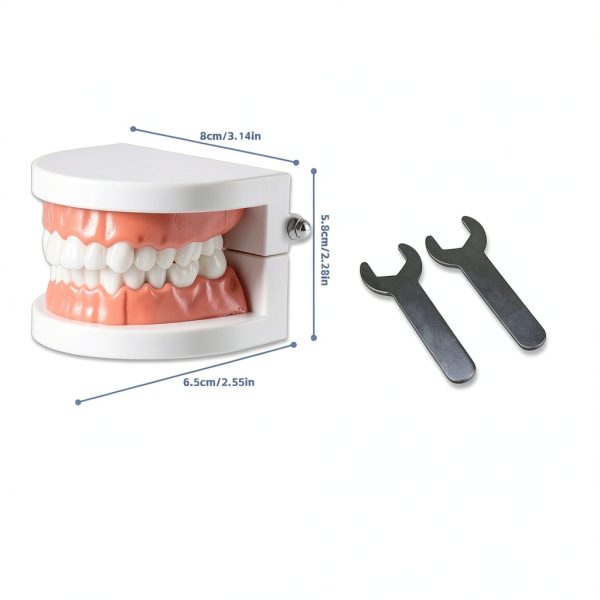 Dental Teeth Model Ceonam Articulated Adult Typodont with Resin Teeth-1