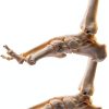 QWORK Life Size Human Foot Skeleton Model PVC Articulated Educational-7