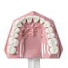 SDX Silicone Dental Model 5007FBA001 Child Toothbrush Training Toy-4