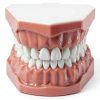 SDX Silicone Dental Model 5007FBA001 Child Toothbrush Training Toy-5