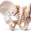 Male Pelvis Model Anatomical Life Size 9.75 x 7 x 0.2 in Bone Skeleton-5