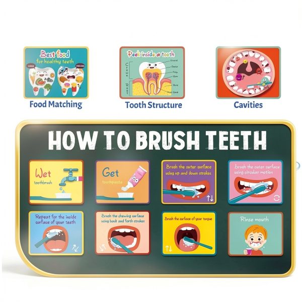 Dental Teeth Model Skylety Teaching Set with Brush and Cards-2