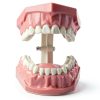 SDX Silicone Dental Model 5007FBA001 Child Toothbrush Training Toy-2