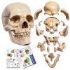 NEW HORIZON 15‑Piece Mini Human Skull Model PVC Educational Anatomy-7