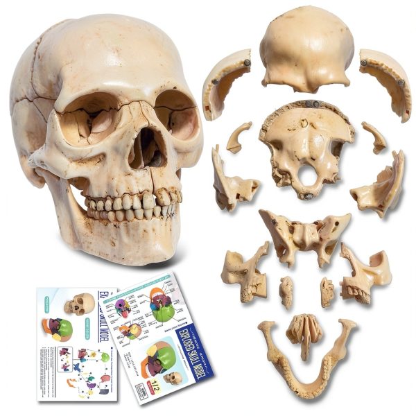 NEW HORIZON 15‑Piece Mini Human Skull Model PVC Educational Anatomy-7