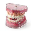 DentalMall Silica Gel Dental Model #4004 01 with Removable Teeth-0