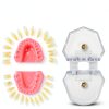 Witbee Premium Silicone Dental Model with Removable Teeth-2