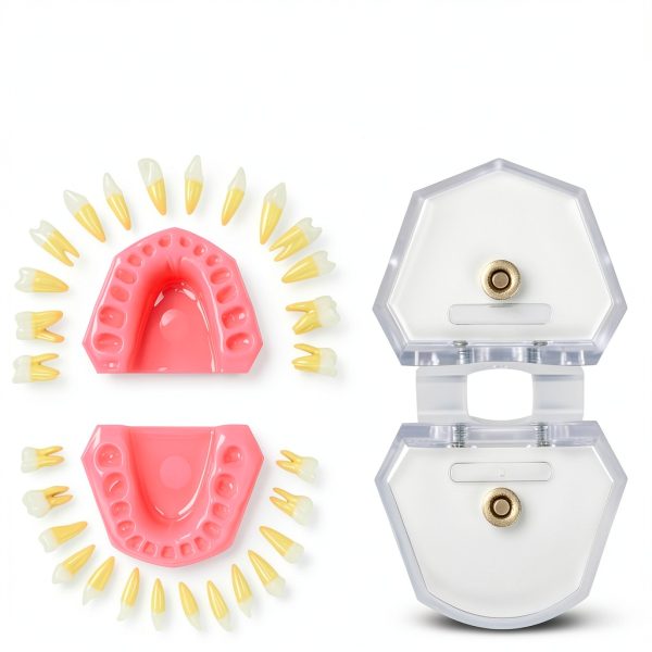 Witbee Premium Silicone Dental Model with Removable Teeth-2