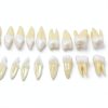 Xingxing Dental Model Teeth Set 28 Artificial Teeth for Beginners-1