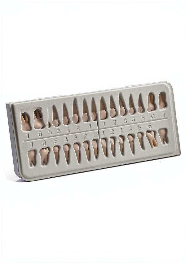 Aiocoid Dental Model 28‑Piece 1:1 Scale Resin Dual‑Color Kit-6