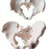 Male Pelvis Model Anatomical Life Size 9.75 x 7 x 0.2 in Bone Skeleton-2