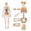 POZHDA Clear Human Anatomy Model Skeleton Kit Removable Organs-0