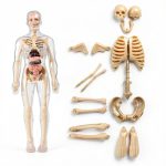 POZHDA Clear Human Anatomy Model Skeleton Kit Removable Organs-0