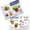 NEW HORIZON 15‑Piece Mini Human Skull Model PVC Educational Anatomy-5