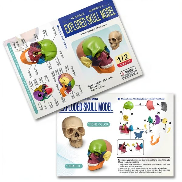 NEW HORIZON 15‑Piece Mini Human Skull Model PVC Educational Anatomy-5