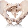 Male Pelvis Model Anatomical Life Size 9.75 x 7 x 0.2 in Bone Skeleton-0