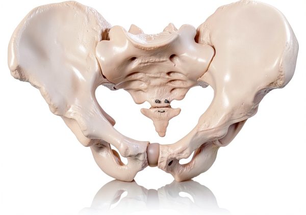 Male Pelvis Model Anatomical Life Size 9.75 x 7 x 0.2 in Bone Skeleton-0