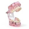 Dental Implant Model 2001P by XINGXING Fixed Prosthetic Demo Kit-6
