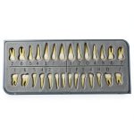 Xingxing Dental Model Teeth Set 28 Artificial Teeth for Beginners-0