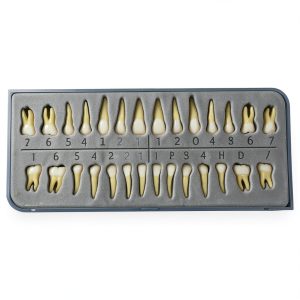 Xingxing Dental Model Teeth Set 28 Artificial Teeth for Beginners-0