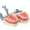 XX Dental Model Kit 32pcs Removable Ivory Teeth with Soft Gums for-6