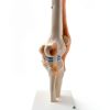 Kebobo Human Knee Anatomical Model with Ligaments PNKB111-3