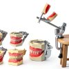 Dentalmall Training Mount Fixed Typodont Stand Stainless Steel 360°-2