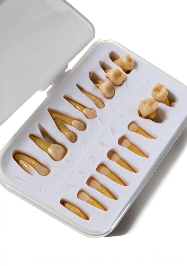 Aiocoid Dental Model 28‑Piece 1:1 Scale Resin Dual‑Color Kit-5