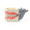 XX Dental Model Kit 32pcs Removable Ivory Teeth with Soft Gums for-4