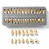 Aiocoid Dental Model 28‑Piece 1:1 Scale Resin Dual‑Color Kit-3