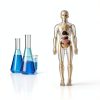 POZHDA Clear Human Anatomy Model Skeleton Kit Removable Organs-6