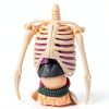 POZHDA Clear Human Anatomy Model Skeleton Kit Removable Organs-5
