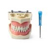 XX Dental Model Kit 32pcs Removable Ivory Teeth with Soft Gums for-0