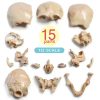 NEW HORIZON 15‑Piece Mini Human Skull Model PVC Educational Anatomy-4