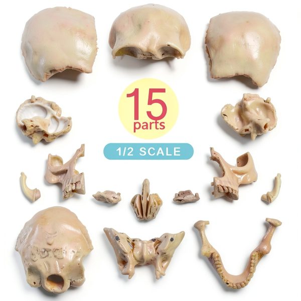 NEW HORIZON 15‑Piece Mini Human Skull Model PVC Educational Anatomy-4