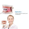 Dental Teeth Model Ceonam Articulated Adult Typodont with Resin Teeth-2