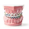 Ceonam Orthodontic Dental Model Silicone Braces Educational Typodont-1