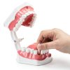 Dental Hygiene Model Practicon 2X Life Size with Moveable Tongue-4