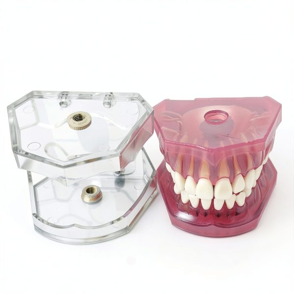 Dental Implant Tooth Model Smile1000 28 Teeth with Soft Gingiva-2