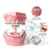 Ceonam Orthodontic Dental Model Silicone Braces Educational Typodont-2
