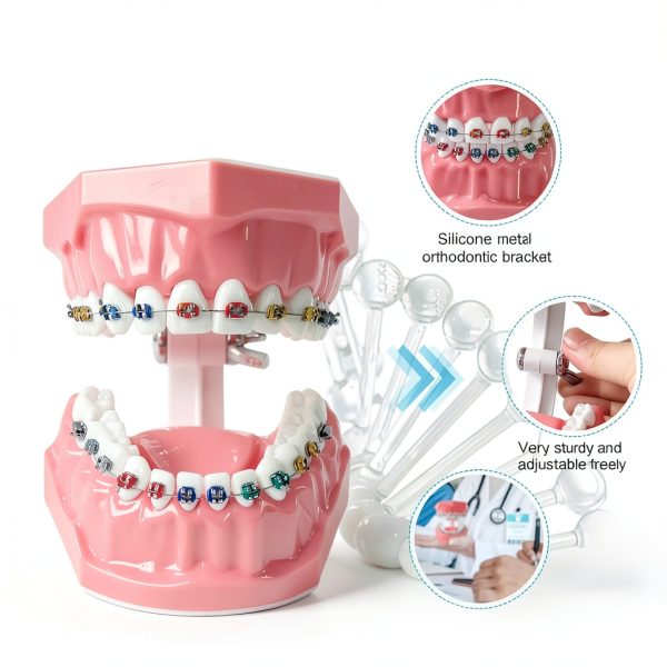 Ceonam Orthodontic Dental Model Silicone Braces Educational Typodont-2