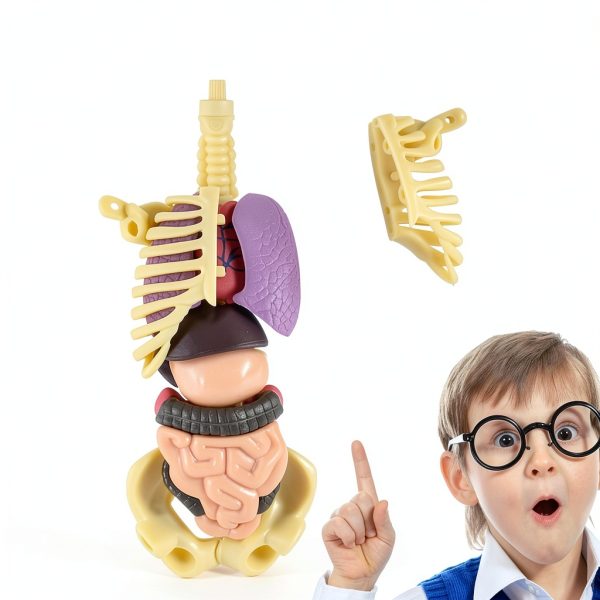POZHDA Clear Human Anatomy Model Skeleton Kit Removable Organs-3