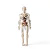 POZHDA Clear Human Anatomy Model Skeleton Kit Removable Organs-1