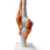 Kebobo Human Knee Anatomical Model with Ligaments PNKB111-1