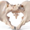 Male Pelvis Model Anatomical Life Size 9.75 x 7 x 0.2 in Bone Skeleton-4
